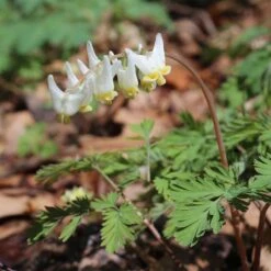 Dutchman's Breeches