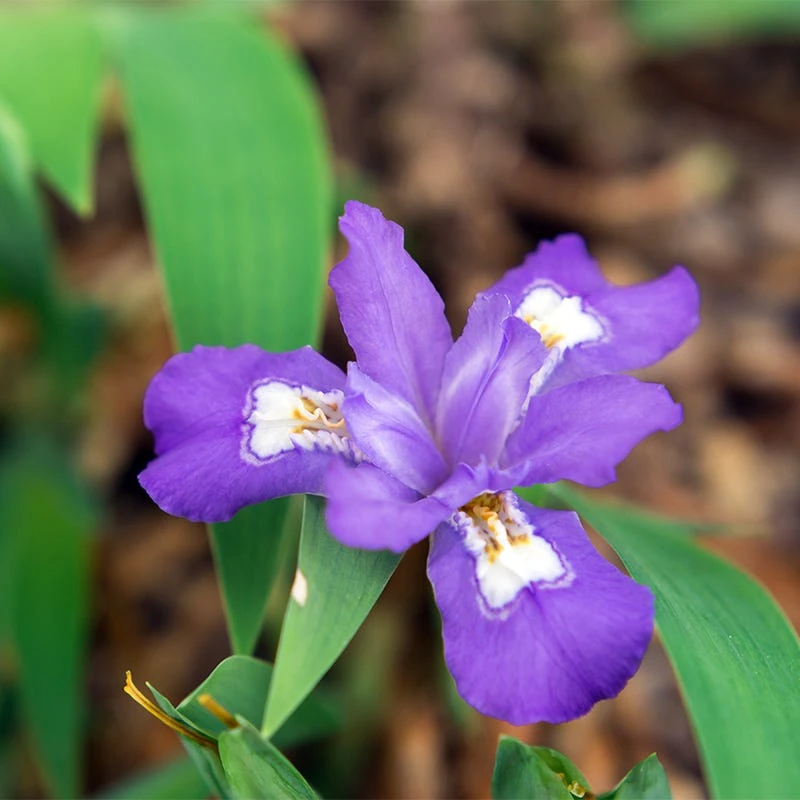 Dwarf Crested Iris - Image 3