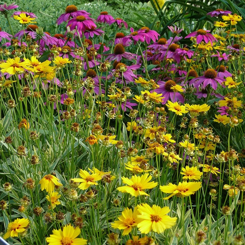 Native Eastern Xeriscape Wildflower Seed Mix - Image 4