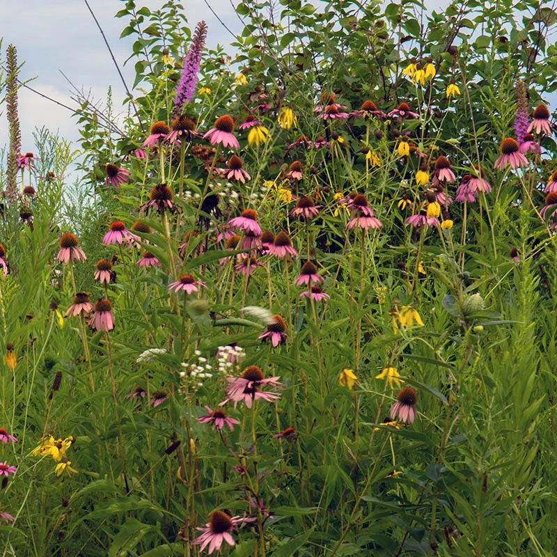 Native Eastern Xeriscape Wildflower Seed Mix - Image 5