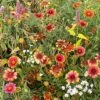 Native Eastern Xeriscape Wildflower Seed Mix