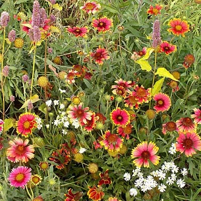 Native Eastern Xeriscape Wildflower Seed Mix - Image 7