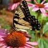 Butterfly & Hummingbird Wildflower Seed Mix