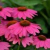 PowWow® Wild Berry Echinacea