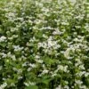 Buckwheat Seeds