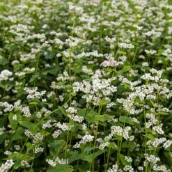 Buckwheat Seeds