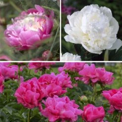 May Mornings Peony Collection