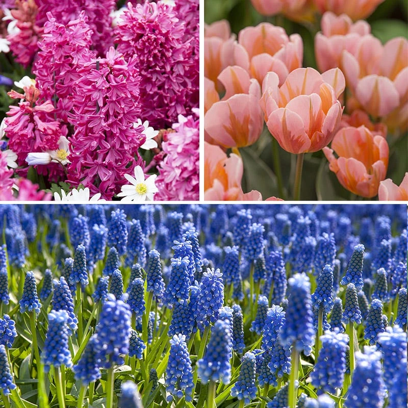 Rhapsody Bulb Collection - Image 4