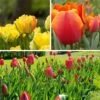 Warm Glow Tulip Bulb Collection
