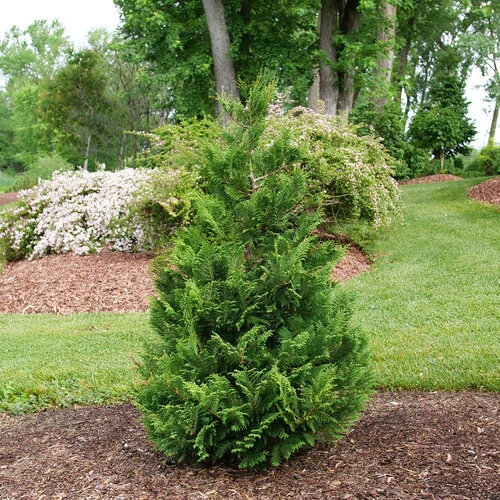 CEDAR RAPIDS™ False Cypress -Chamaecyparis Pisifera - Proven Winners - 4" Pot - Image 3