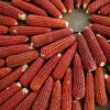 Floriani Red Flint Flint Corn