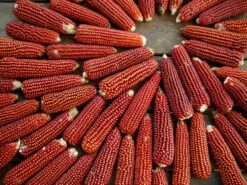 Floriani Red Flint Flint Corn