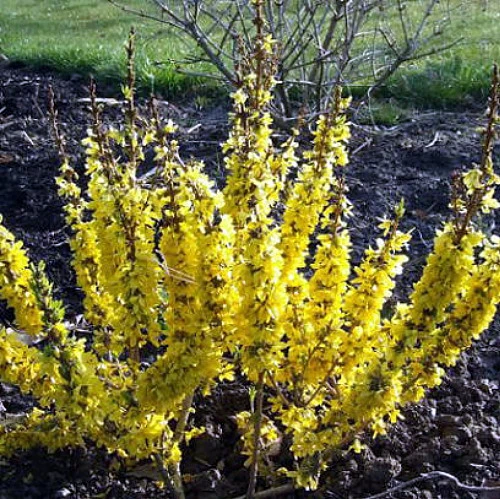 Show Off Starlet® Forsythia - Compact - Hardy - Proven Winners - 4" Pot - Image 2