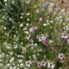 Fragrant Wildflower Seed Mix