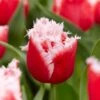 New Santa Fringed Tulip