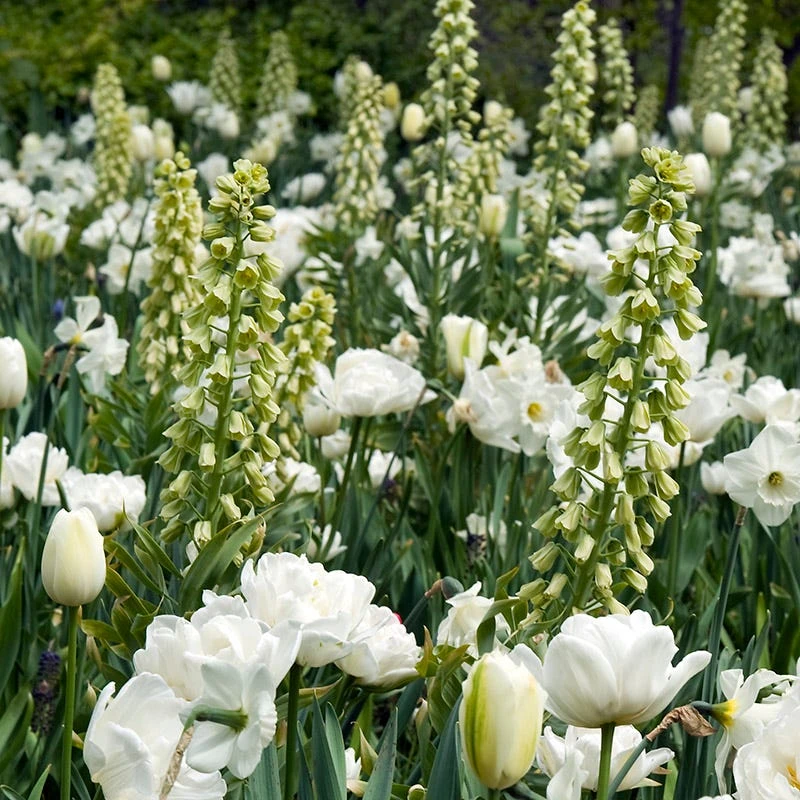 Ivory Bells Persian Lily - Image 3