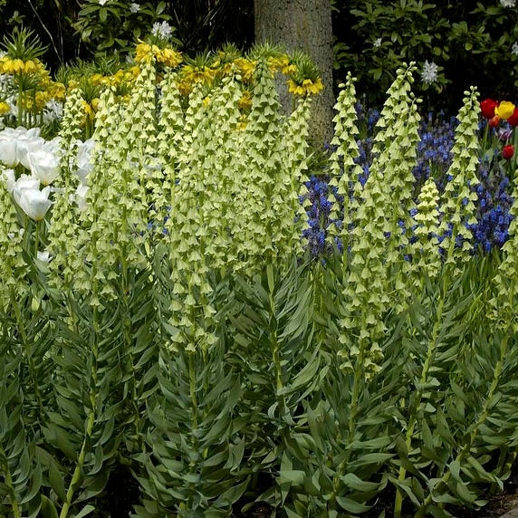 Ivory Bells Persian Lily - Image 2