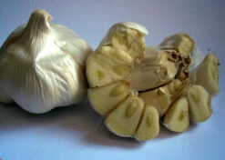 California Early Softneck Garlic