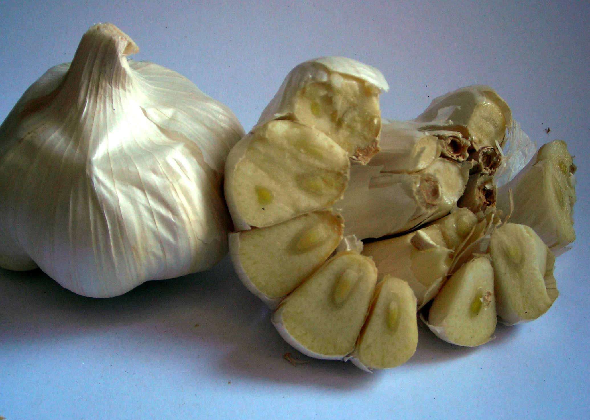 California Early Softneck Garlic