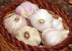 German Extra-Hardy Hardneck Garlic