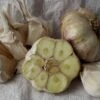 Inchelium Red Softneck Garlic