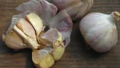 Music Hardneck Garlic