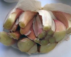 Silver Rose Softneck Garlic 8 Oz.