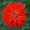 Red Giant Cactus Zinnia Seeds