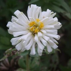 White Giant Cactus Zinnia Seeds