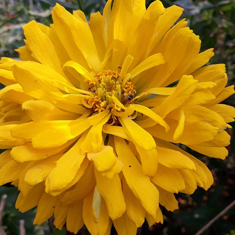 Yellow Giant Cactus Zinnia Seeds - Image 2
