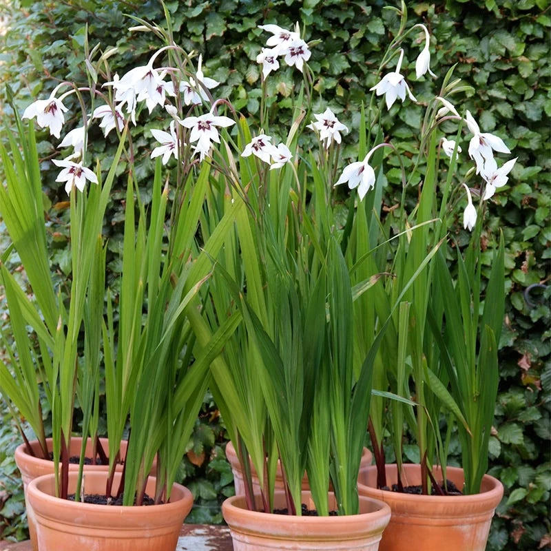 Peacock Orchid - Image 4