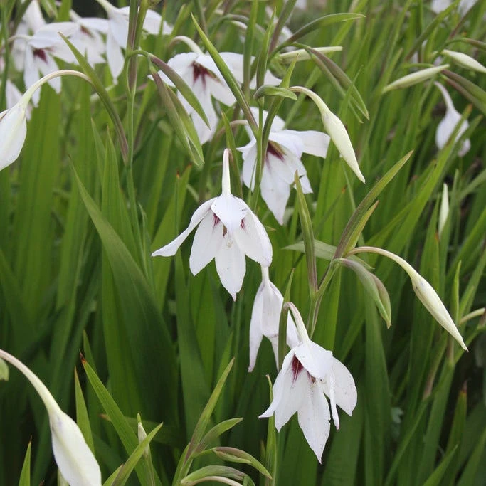 Peacock Orchid - Image 5