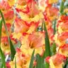Princess Margaret Rose Gladiolus
