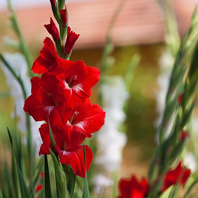 Rainbow Gladiolus Collection - Image 4