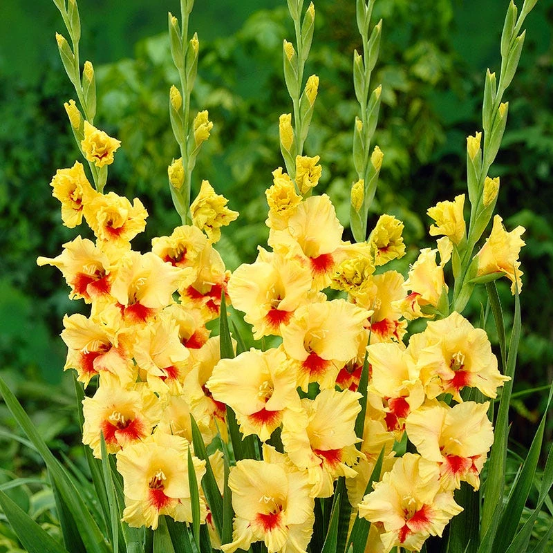 Rainbow Gladiolus Collection - Image 6