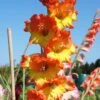 Summer Sorbet Gladiolus Collection
