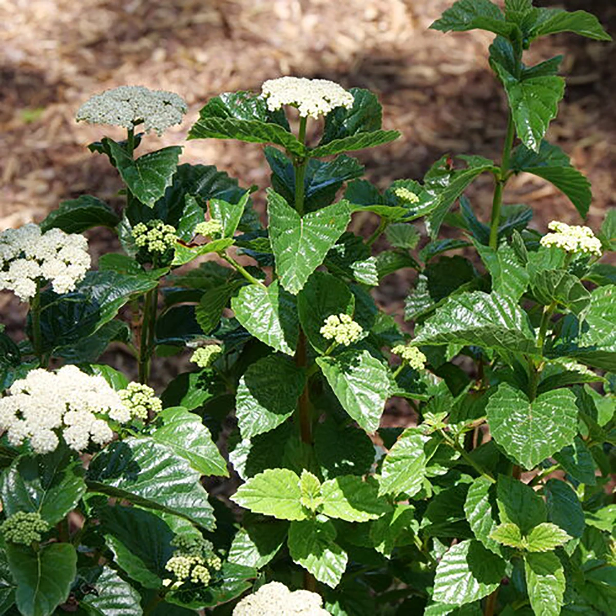 Glitters & Glows® Arrowwood Viburnum Shrub - Proven Winners - 4" Pot - Image 2