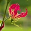 Gloriosa Lily