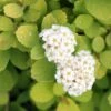 GLOW GIRL® Spiraea - Lemon/Lime Foliage - Proven Winners - 4" Pot