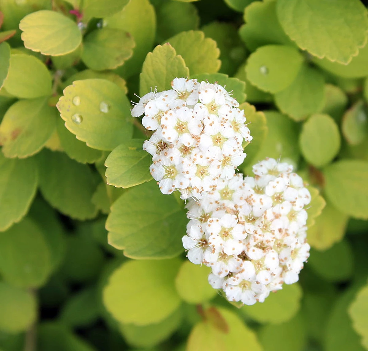 GLOW GIRLĀ® Spiraea - Lemon/Lime Foliage - Proven Winners - 4" Pot