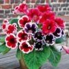 Gloxinia Mix