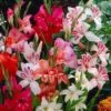 Hardy Gladiolus Mix
