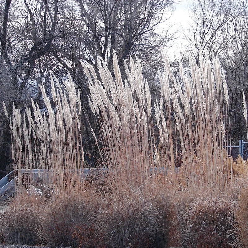 Hardy Pampas Grass - Image 5