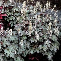 Cracked Ice Heucherella