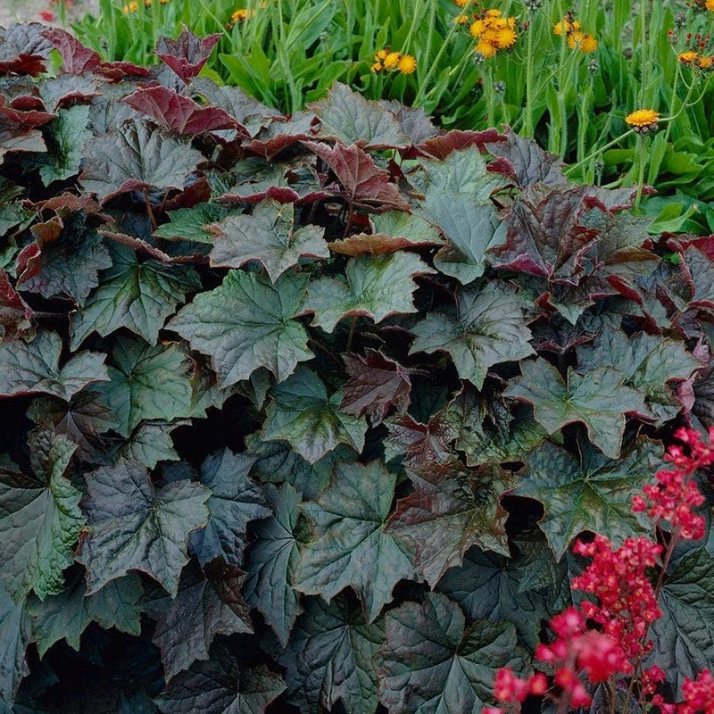 Palace Purple Coral Bells - Image 4