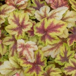 Gold Zebra Heucherella