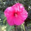 Luna™ Rose Hibiscus