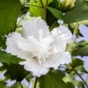 White Pillar® Hibiscus - 4" Pot - Rose Of Sharon - Proven Winners