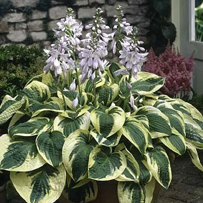Wide Brim Hosta