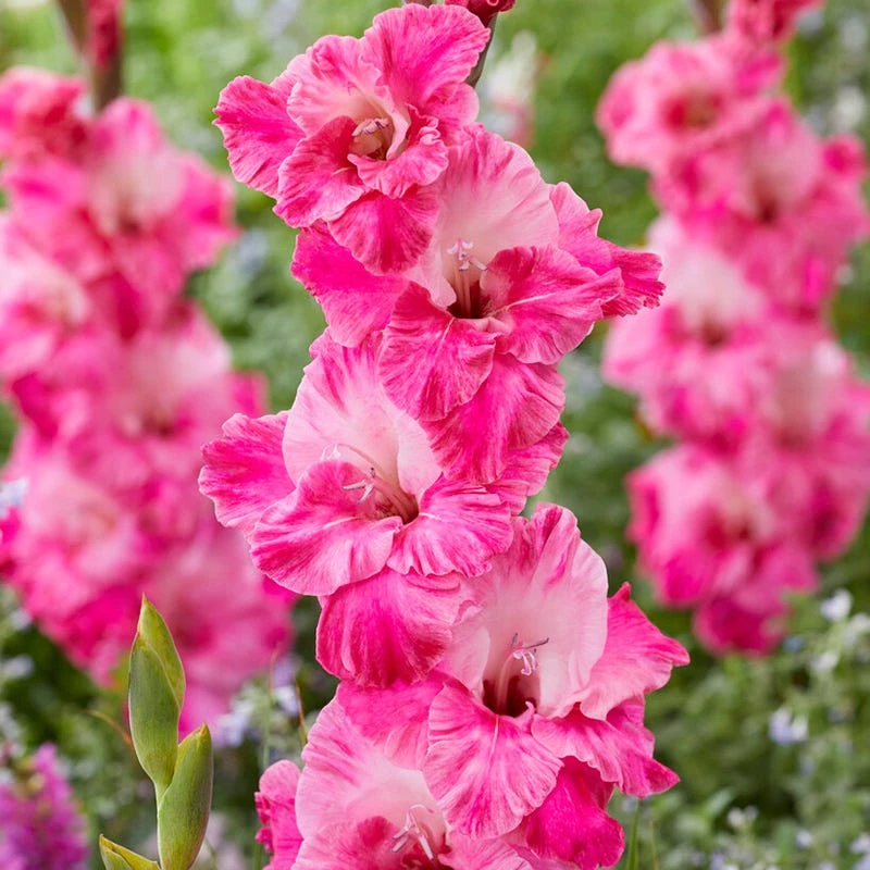 Rainbow Gladiolus Collection - Image 7